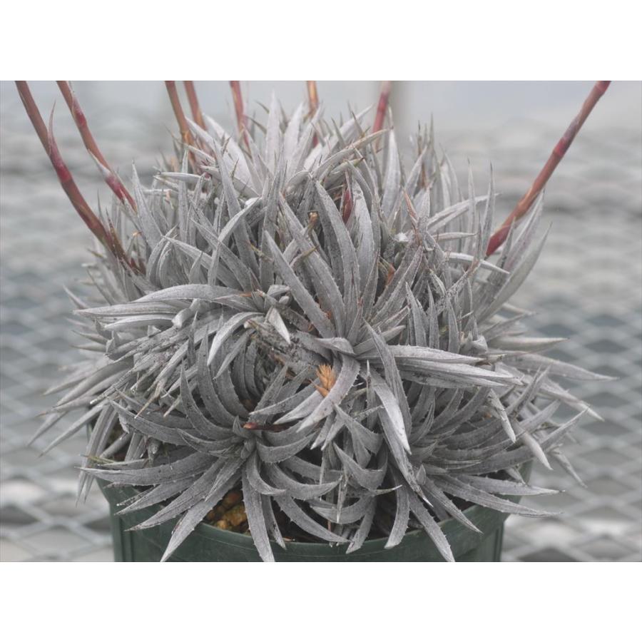 dyckia choristaminea selected silver/ディッキア