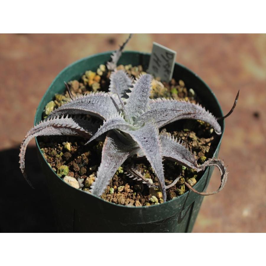 ディッキア Dyckia Code NW-26 Bill Baker ⑸ 【公式通販】