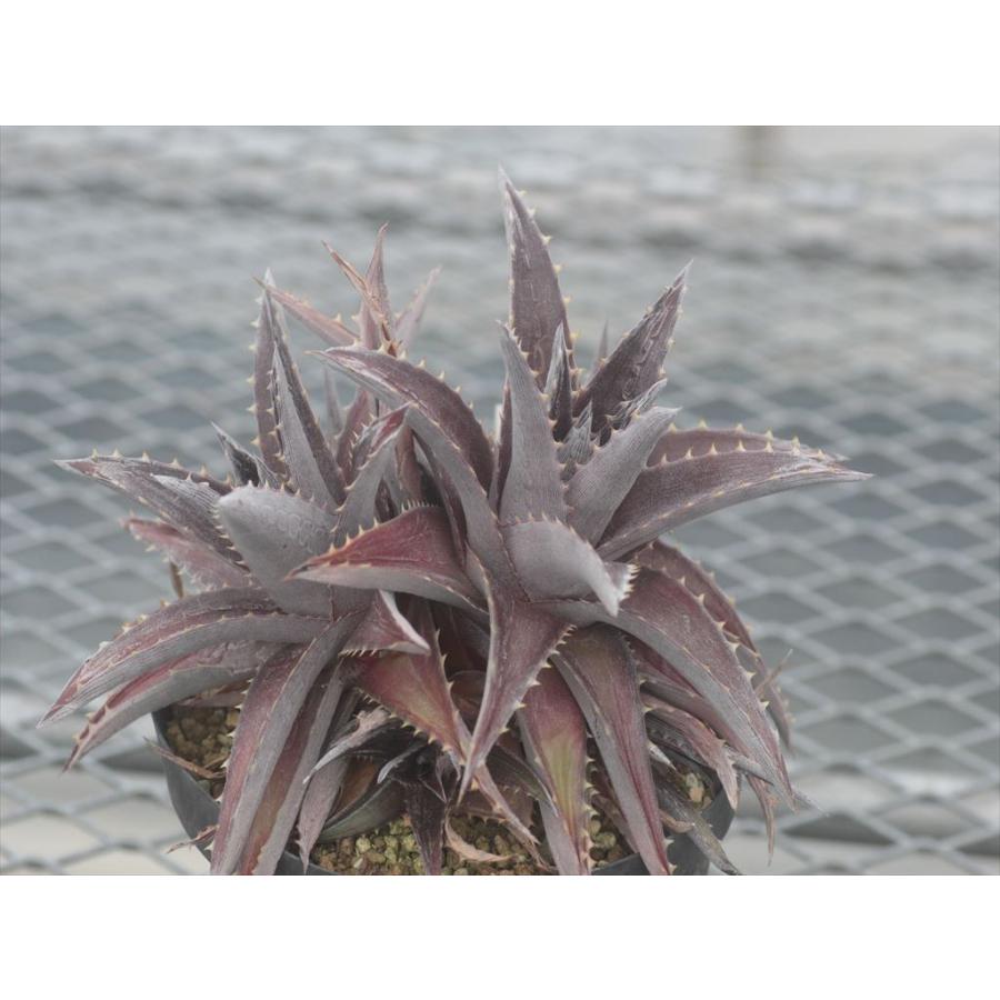Dyckia platyphylla Lavender Form/ディッキア・プラティフィラ