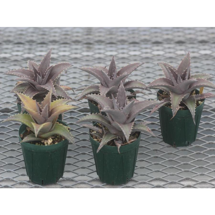Dyckia platyphylla Lavender Form/ディッキア・プラティフィラ