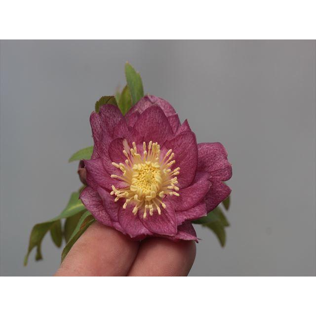 オーレア系レッドダブル 花 Operacioneswp Com