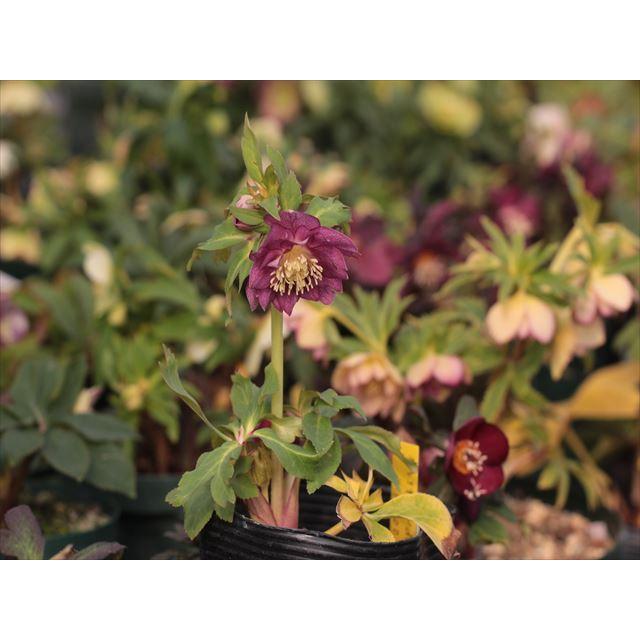 オーレア系レッドダブル 花 Operacioneswp Com