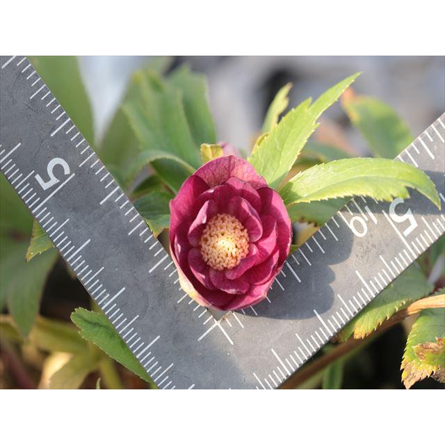 オーレア系レッドダブル F23055大木ナーサリー 通販 Yahoo!ショッピング