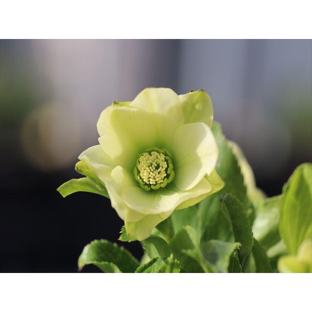 クリスマスローズ 原種 チベタヌス 6年生実生株（中国 甘粛省）H