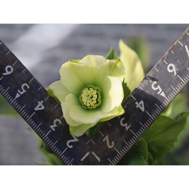 ☆チベタヌス☆太白山種4〜5年苗☆クリスマスローズ苗 ☆