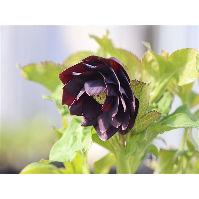 黒バラ ブラックバッカラ（黒バラ・赤系バラ） | 薔薇・バラ・ばら