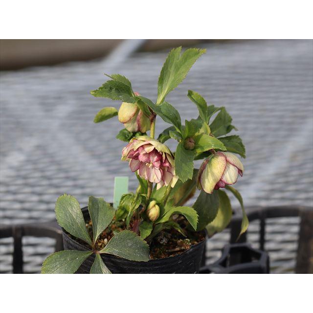 小売 ムルチ系ヒデコートhyb.dd 大木ナーセリー クリスマスローズ