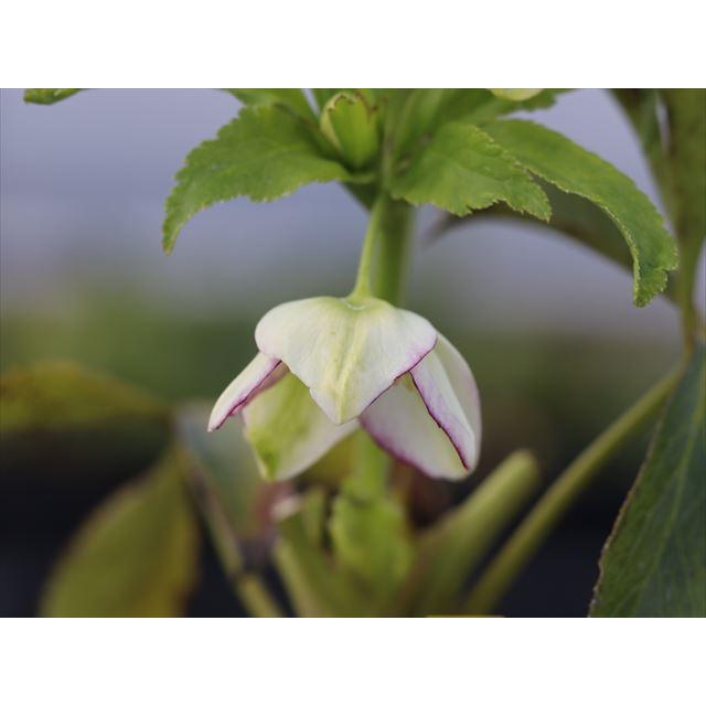 ムルチ系ヒデコートハイブリッド : 大木ナーサリー - 通販 - Yahoo