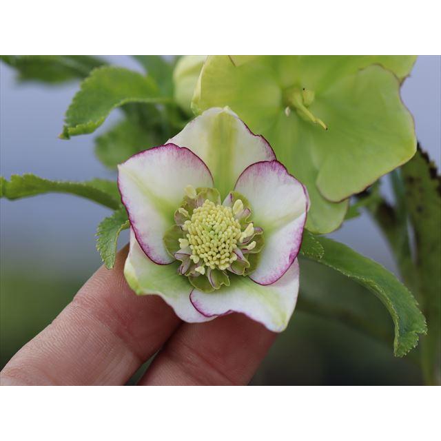 クリスマスローズ ムルチ系ヒデコートハイブリット 大木ナーサリー