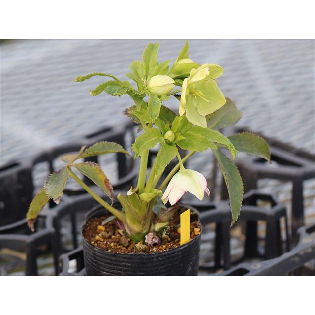 ムルチ系ヒデコートハイブリッド : 大木ナーサリー - 通販 - Yahoo