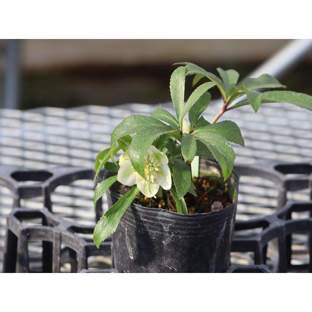 ヒデコートハイブリッドセミダブル : 大木ナーサリー - 通販 - Yahoo