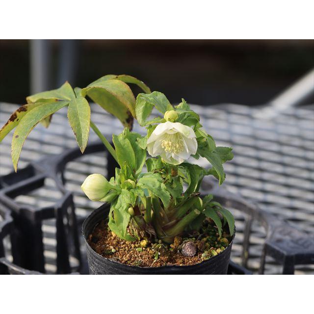 ヒデコートハイブリッドダブル : 大木ナーサリー - 通販 - Yahoo