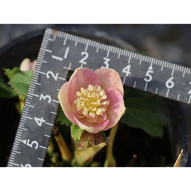 ピンクノスタルジアセミダブル : 大木ナーサリー - 通販 - Yahoo