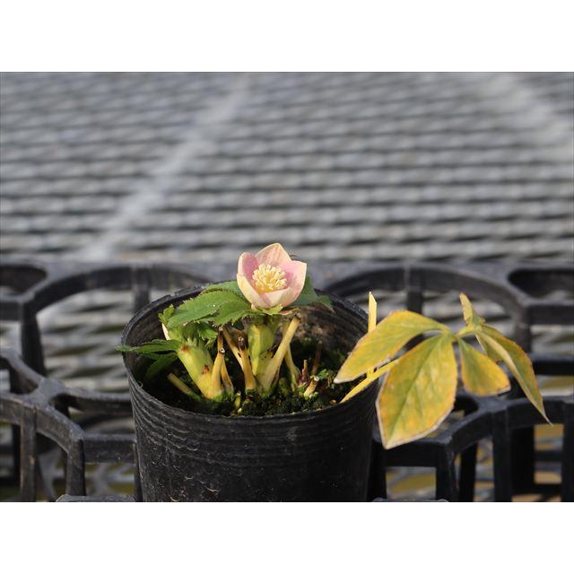 ピンクノスタルジアセミダブル : 大木ナーサリー - 通販 - Yahoo