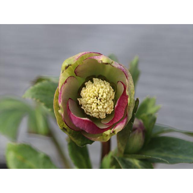 ムルチ系ヒデコートハイブリッド : 大木ナーサリー - 通販 - Yahoo