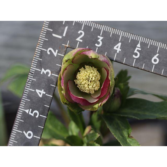 ムルチ系ヒデコートハイブリッド : 大木ナーサリー - 通販 - Yahoo