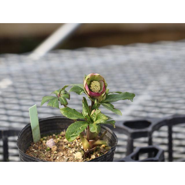 ムルチ系ヒデコートハイブリッド : 大木ナーサリー - 通販 - Yahoo