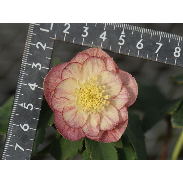 蜃気楼ダブル : 大木ナーサリー - 通販 - Yahoo!ショッピング