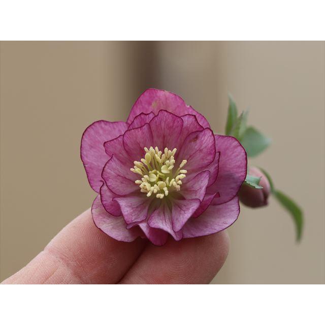 プルプラハイブリッドダブル : 大木ナーサリー - 通販 - Yahoo