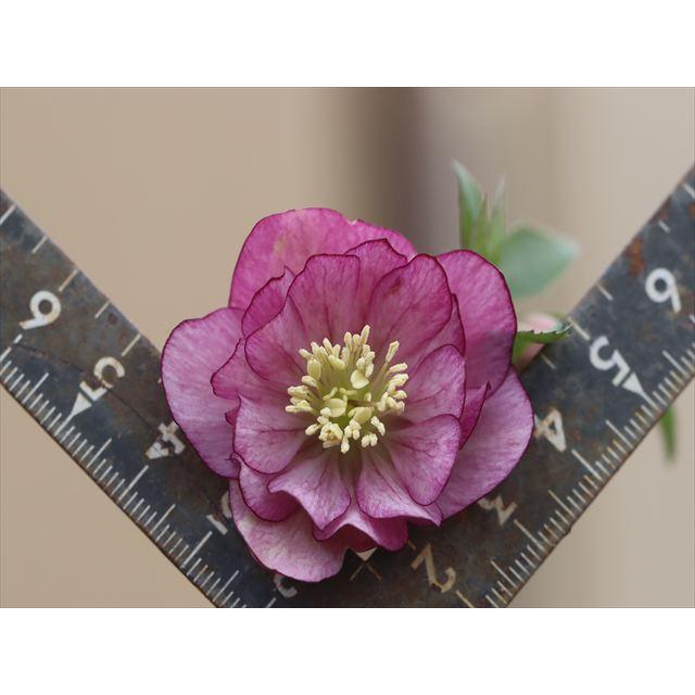 プルプラハイブリッドダブル : 大木ナーサリー - 通販 - Yahoo