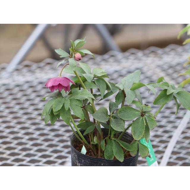 プルプラハイブリッドダブル : 大木ナーサリー - 通販 - Yahoo