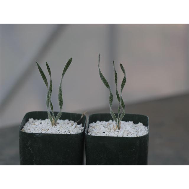 Gethyllis villosa Btype/ゲチリス・ヴィローサBタイプ : 大木