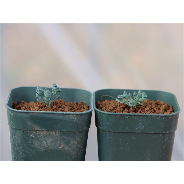 Gethyllis sp. Namaqualand/ゲチリス不明種ナマクアランド産 Gethyllis sp. Namaqualand/ゲチリス不明種ナマクアランド産