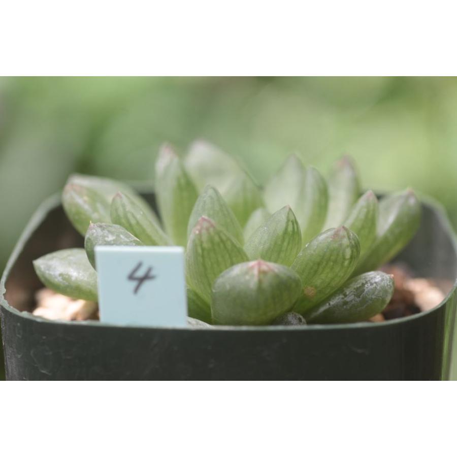 ハオルチア シンビフォルミス オブツーサ４ Hcymbi4 大木ナーサリー 通販 Yahoo ショッピング