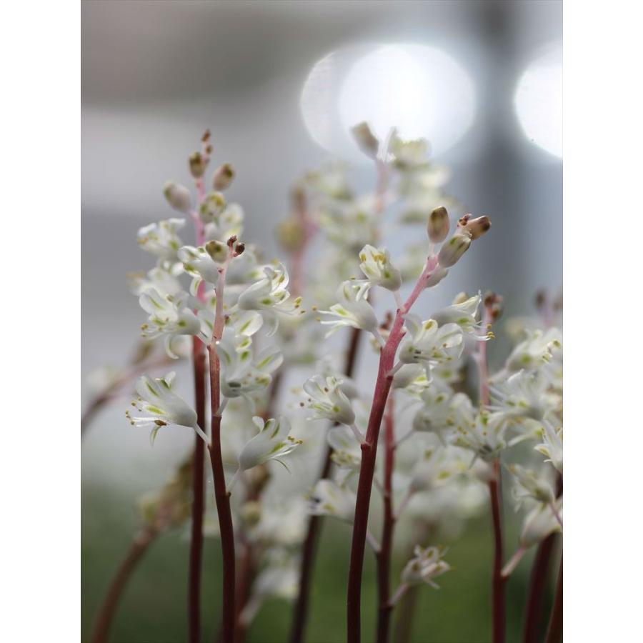 Lachenalia Angelica ラケナリア アンジェリカ Lachenaliaangelica 大木ナーサリー 通販 Yahoo ショッピング