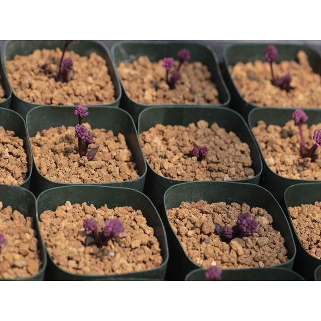 Ledebouria galpinii/レデボウリア・ガルピニー : 大木ナーサリー