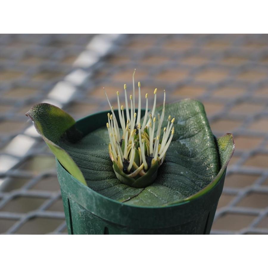 Massonia pustulata/マッソニア・プスツラータ : 大木ナーサリー