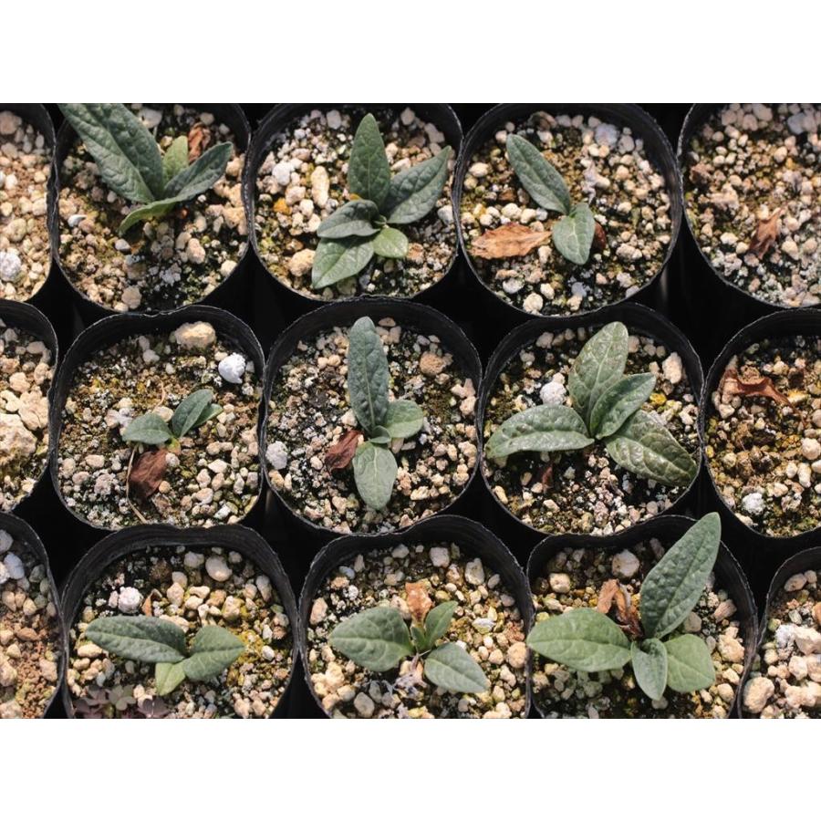 Mandragora Autumnalis マンドラゴラ アウツムナリス１年苗 Mautumnalissmall 大木ナーサリー 通販 Yahoo ショッピング