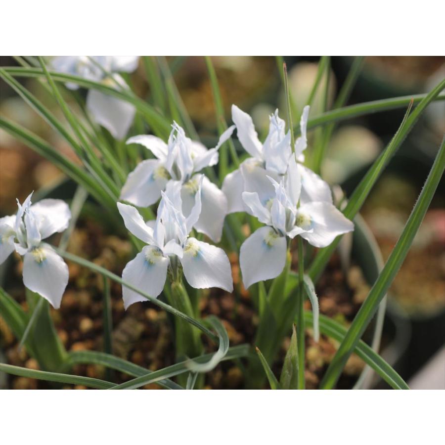 Moraea Tricolor モラエア トリカラー Moraeatricolor 大木ナーサリー 通販 Yahoo ショッピング