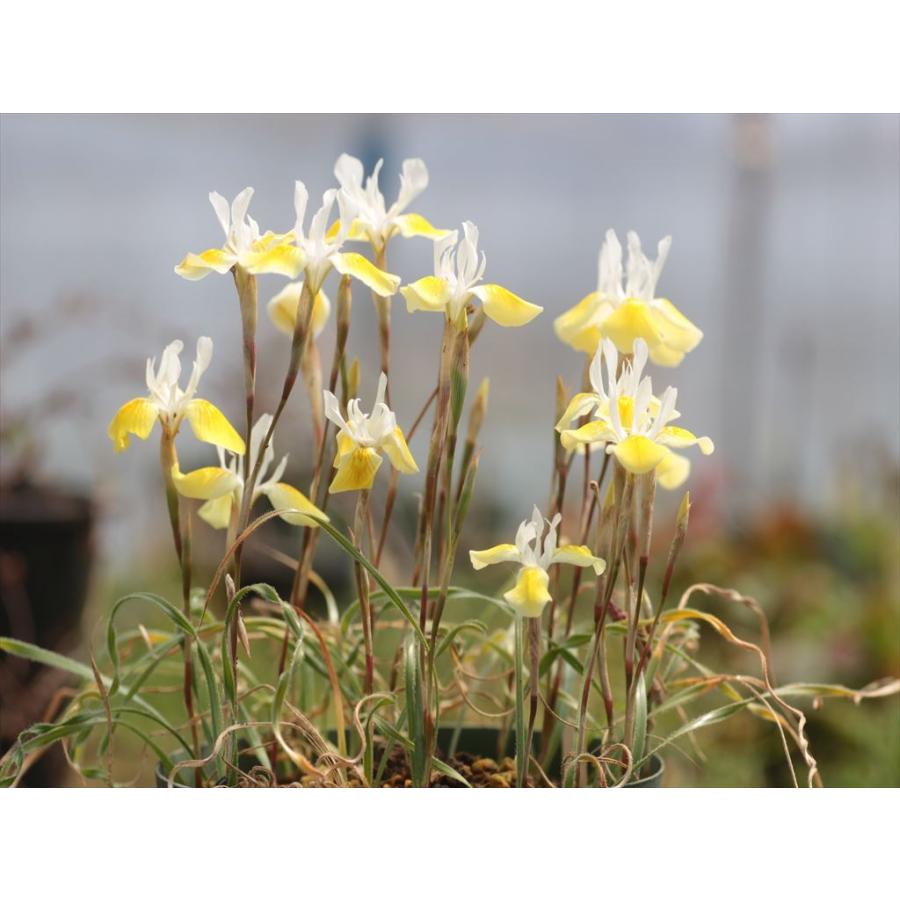 Moraea Serpentina モラエア セルペンティナ Mserpentina 大木ナーサリー 通販 Yahoo ショッピング