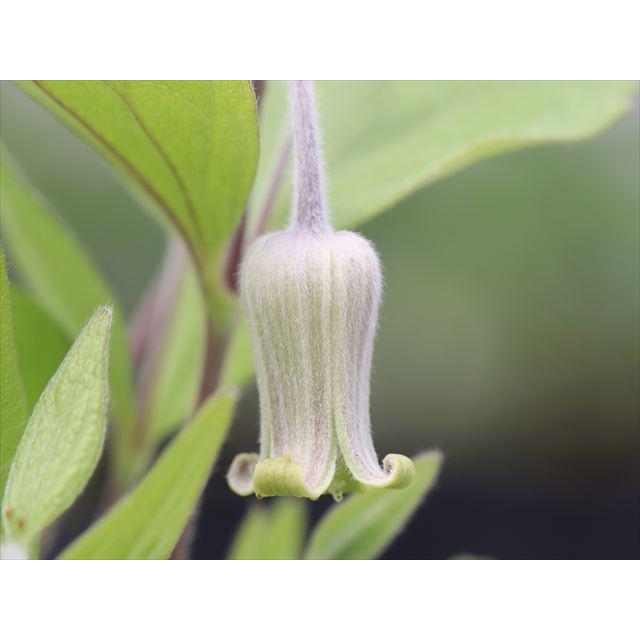 【オクロレウカ】ラベル付正規品 希少クレマチス 鉢のまま発送 花芽 鉢のまま発送 【オクロレウカ】ラベル付正規品 希少クレマチス 花芽付き 花