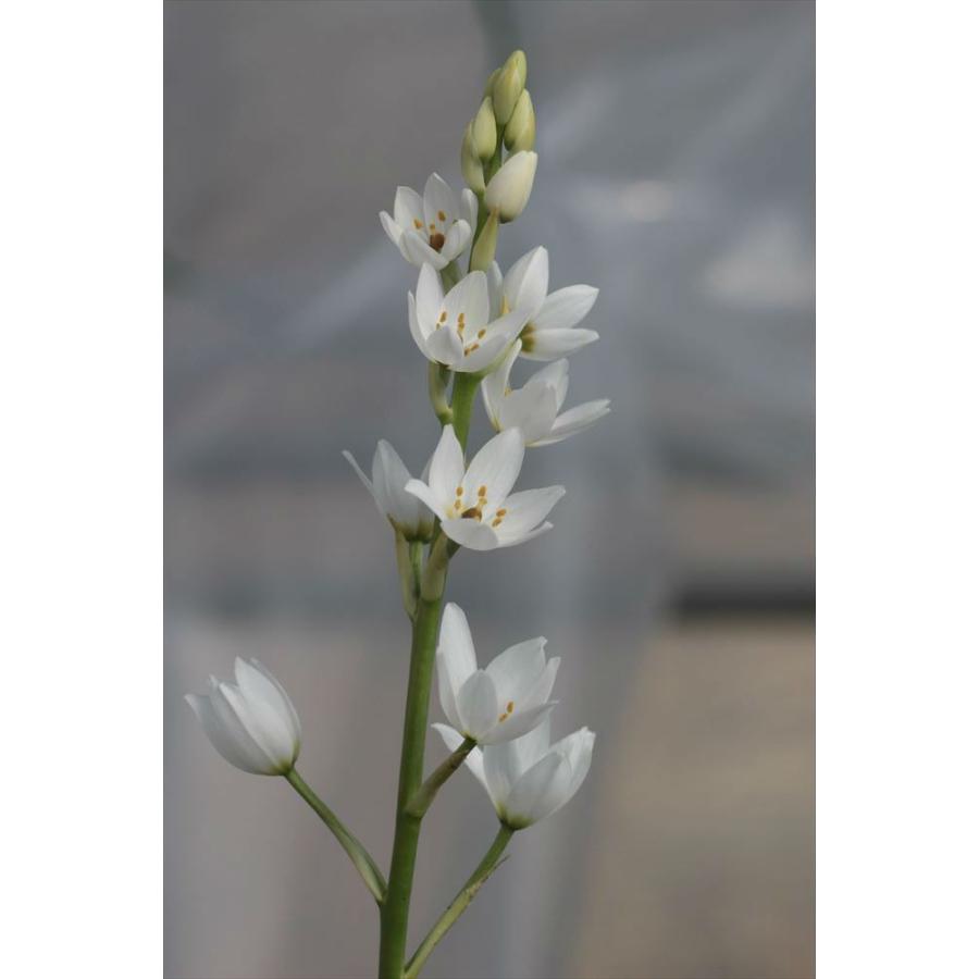 Ornithogalum Thyrsoides オーニソガラム シルソイデス Ornithogalumthyrsoides 大木ナーサリー 通販 Yahoo ショッピング