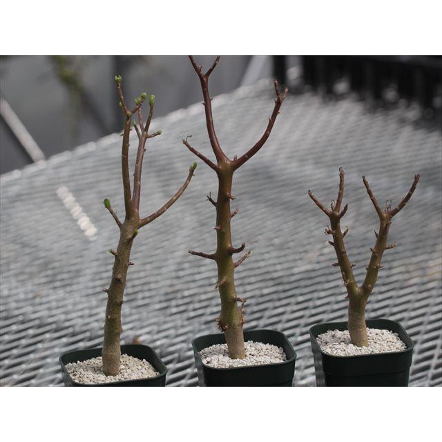 Othonna arbuscula/オトンナ・アルブスクラ : 大木ナーサリー - 通販