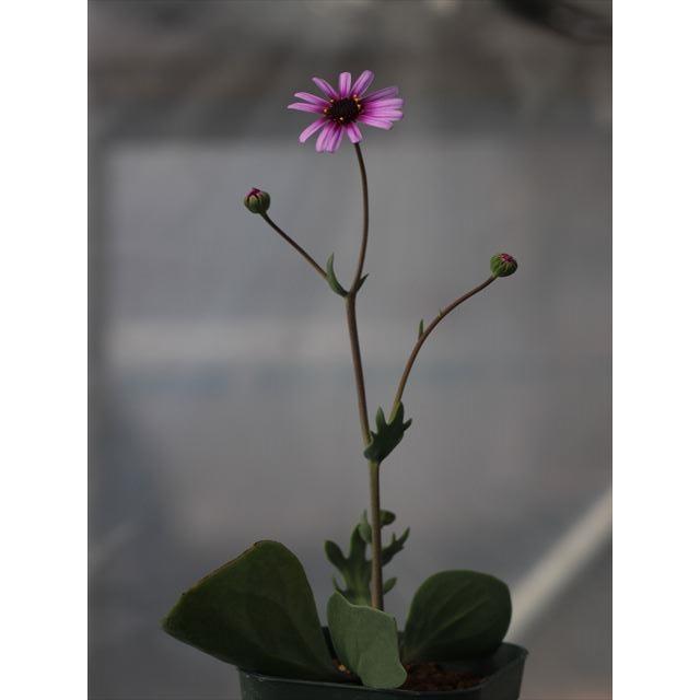 Othonna cakilifolia/オトンナ・カキリフォリア : 大木ナーサリー