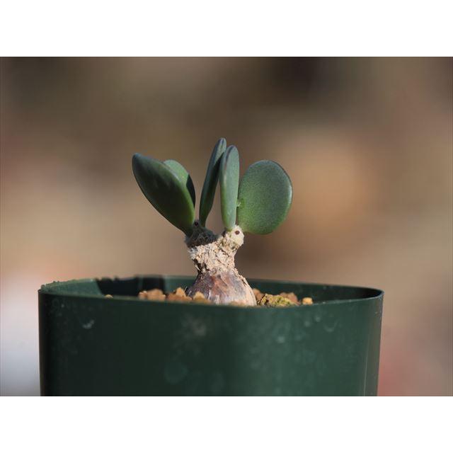 Othonna pygmaea/オトンナ・ピグマエア : 大木ナーサリー - 通販