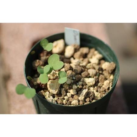 Oxalis simplex/オキザリス・シンプレックス : 大木ナーサリー - 通販 - Yahoo!ショッピング