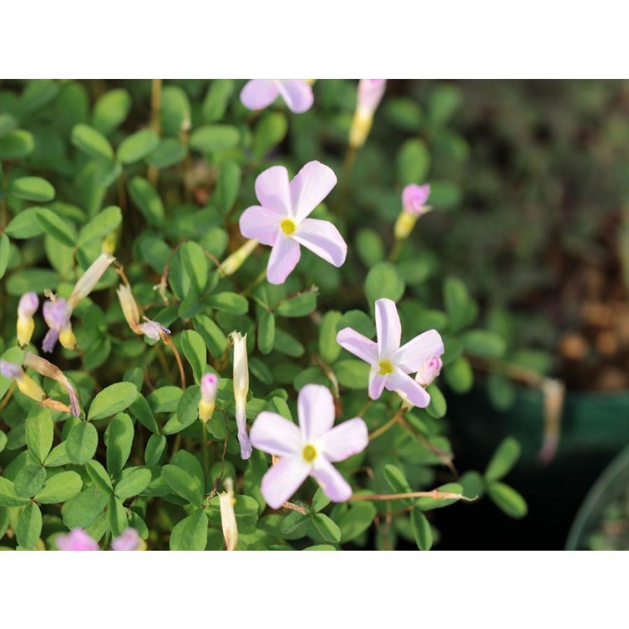 Oxalis fragrans/オキザリス・フラグランス : 大木ナーサリー - 通販