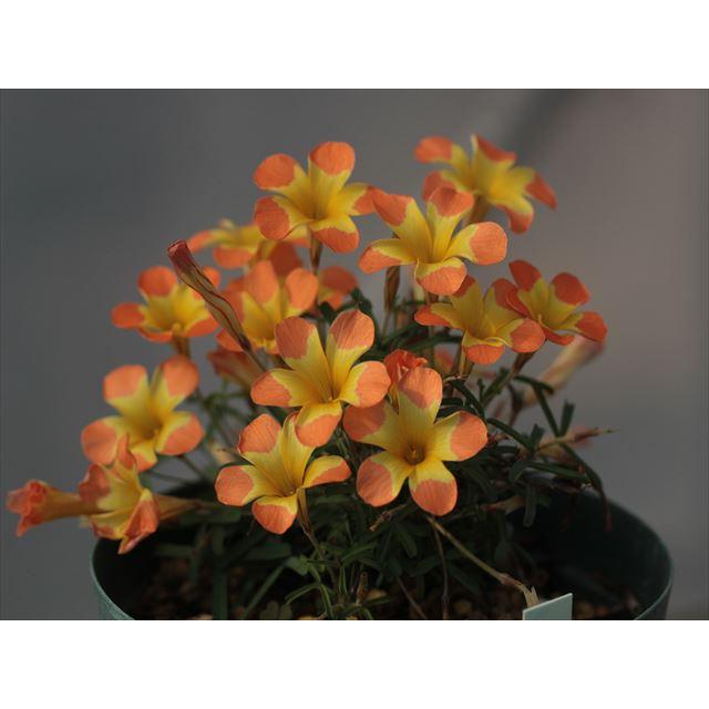Oxalis sp. Yael/オキザリス未同定種ヤエル : 大木ナーサリー - 通販