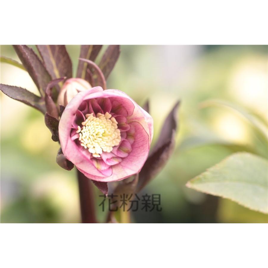デュメトルム系ぼかしダブル 種親 ｘデュメトルム系ぼかしセミダブル 花粉親 の交配苗 P2218 大木ナーサリー 通販 Yahoo ショッピング