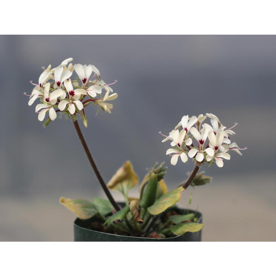 Pelargonium moniliforme JAA1331 ex. Skimmelberg/ペラルゴニウム・モニリフォルメ JAA1331