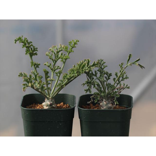 Pelargonium parviflorum ex. AlexanderBay/ペラルゴニウム