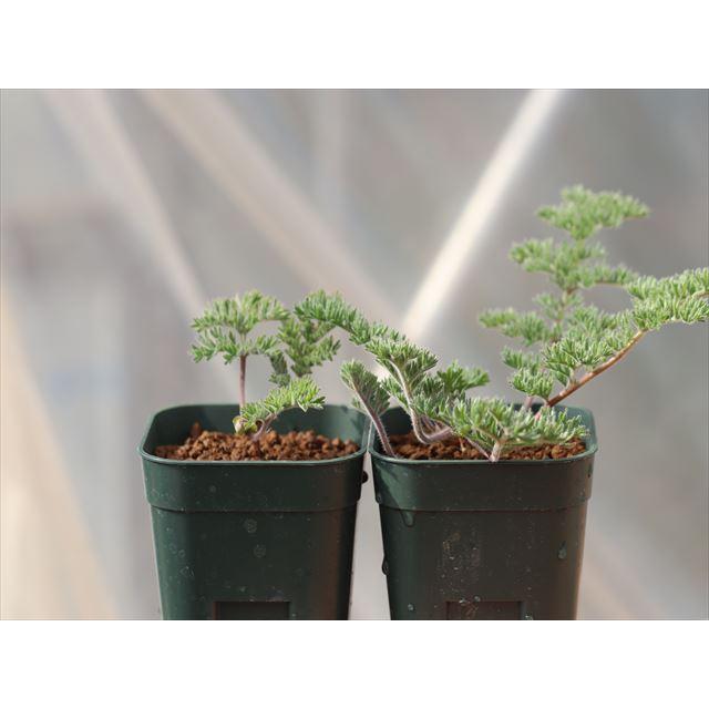 Pelargonium triste ex. Bainskloof seedlings/ペラルゴニウム Pelargonium triste ex. Bainskloof seedlings/ペラルゴニウム