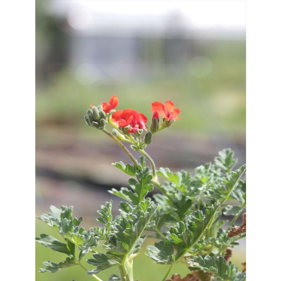 Pelargonium fulgidum/ぺラルゴニウム・フルギドゥム : 大木ナーサリー