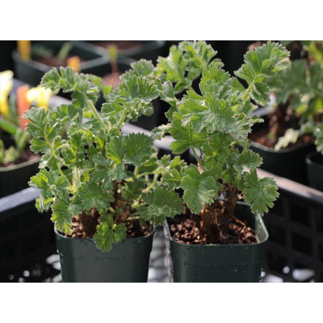 Pelargonium fulgidum/ぺラルゴニウム・フルギドゥム : 大木ナーサリー