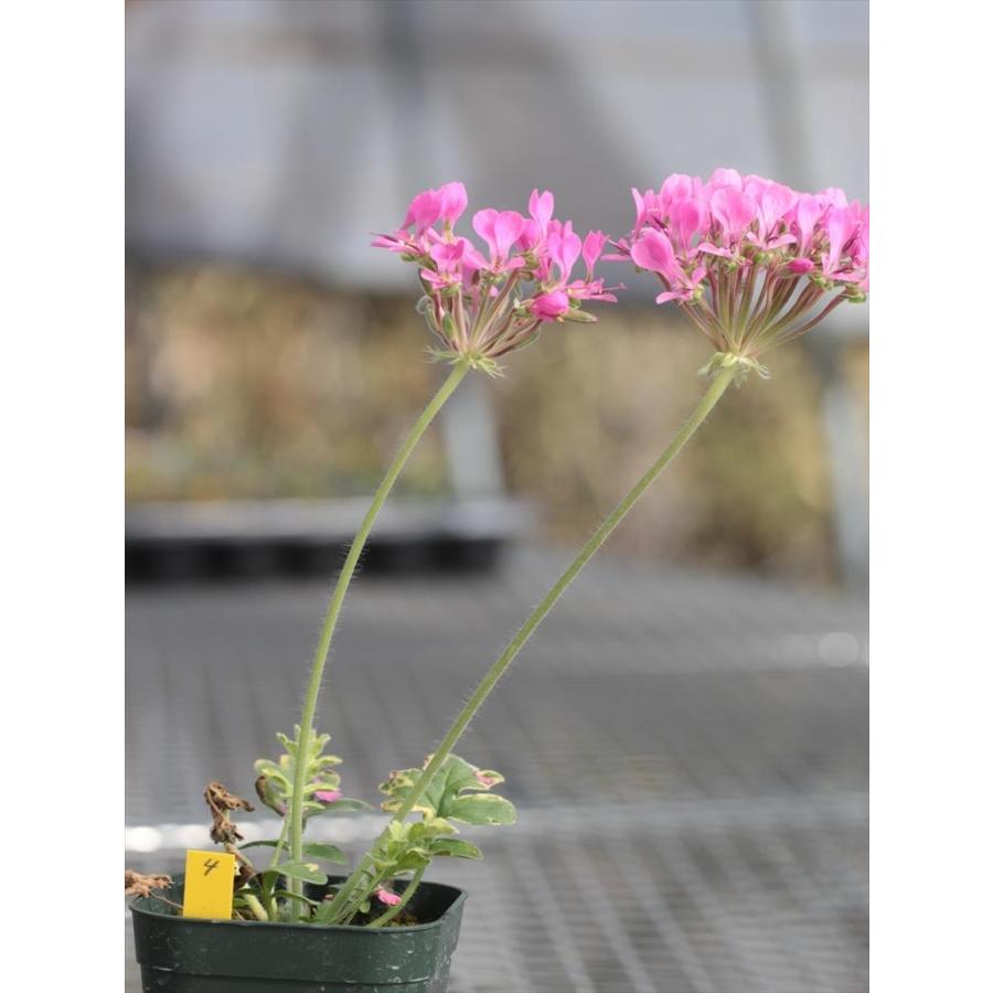 Pelargonium incrassatum4｜ohgi-nursery