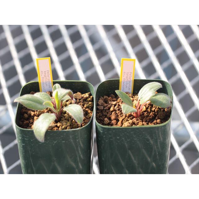 Pelargonium longifolium ex. Rowsonville/ペラルゴニウム・ロンギフォリウム｜ohgi-nursery｜02